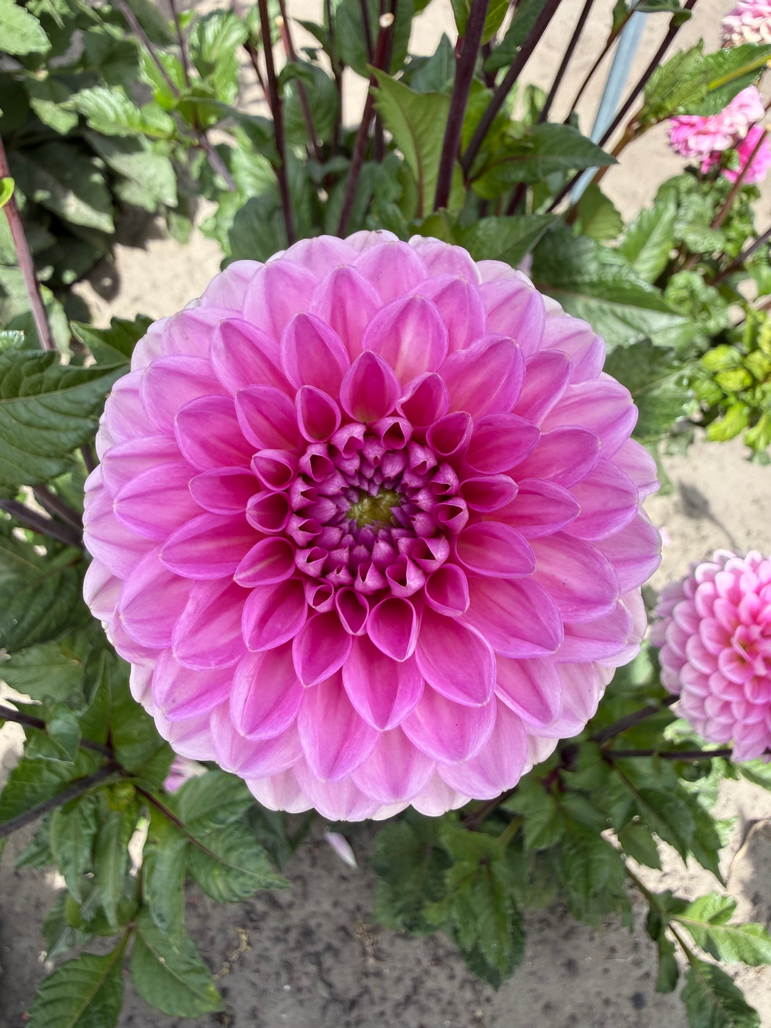 Dahlia Veerle