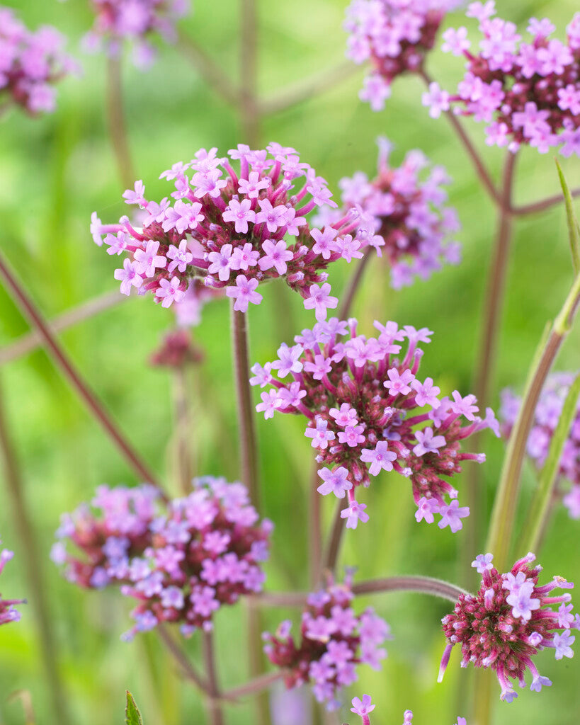 Verbena bonariensis
