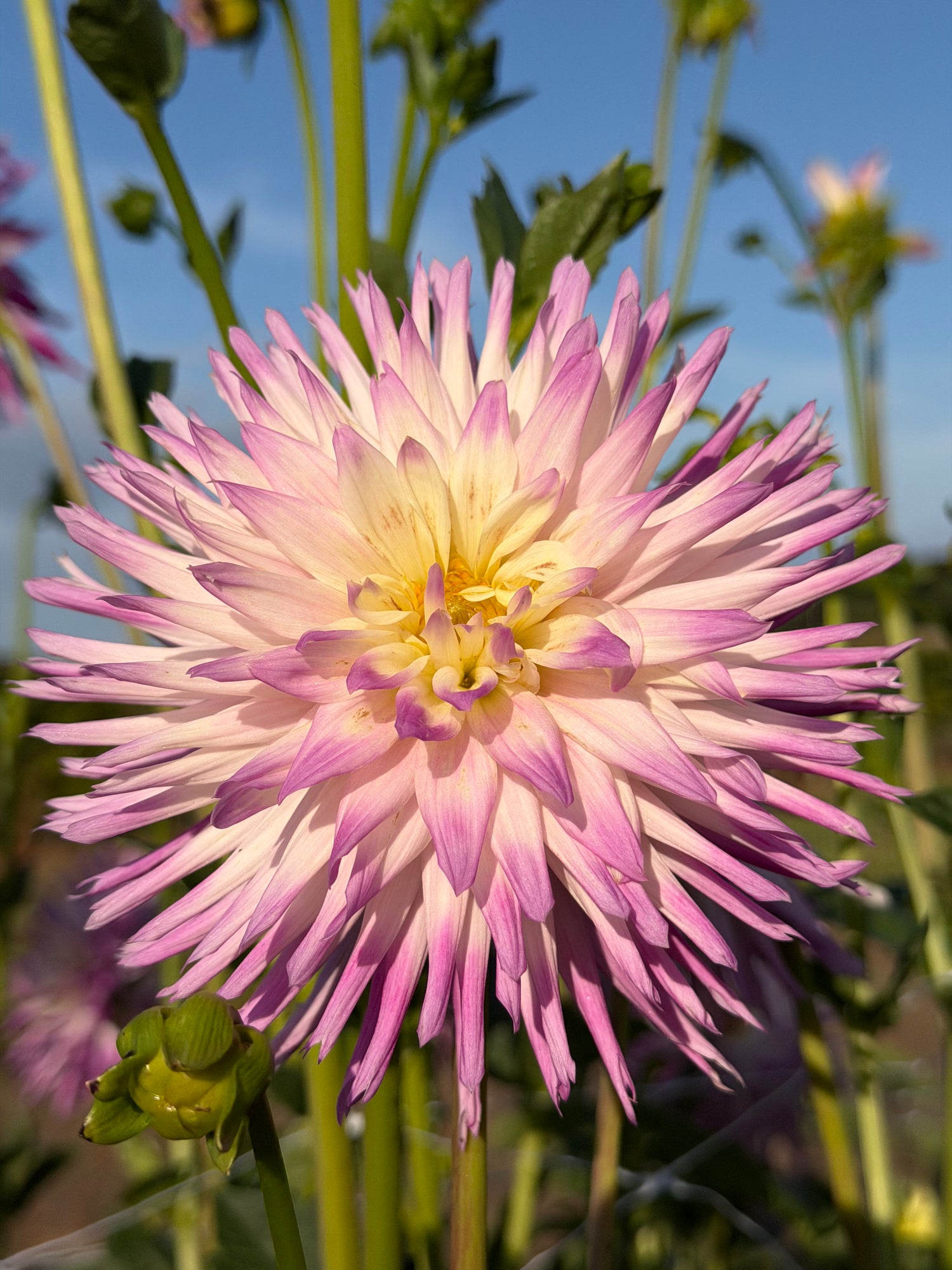 Dahlia Veritable