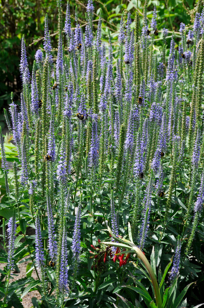 Veronica Longifolia Blue