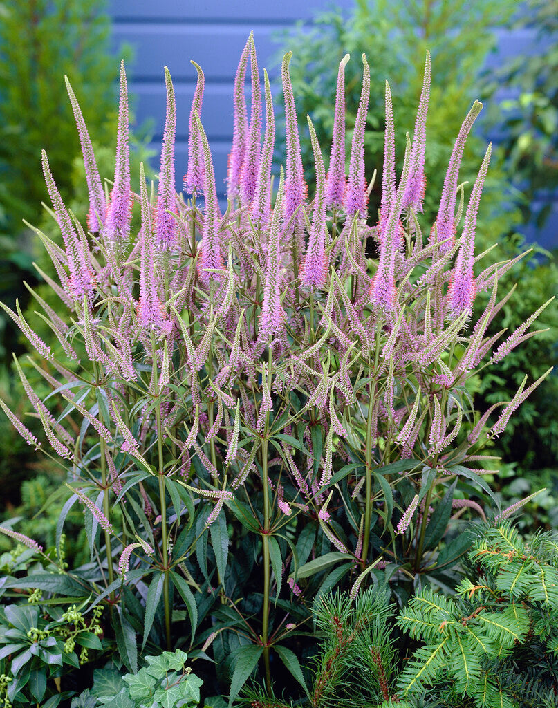 Veronica Longifolia Rosea