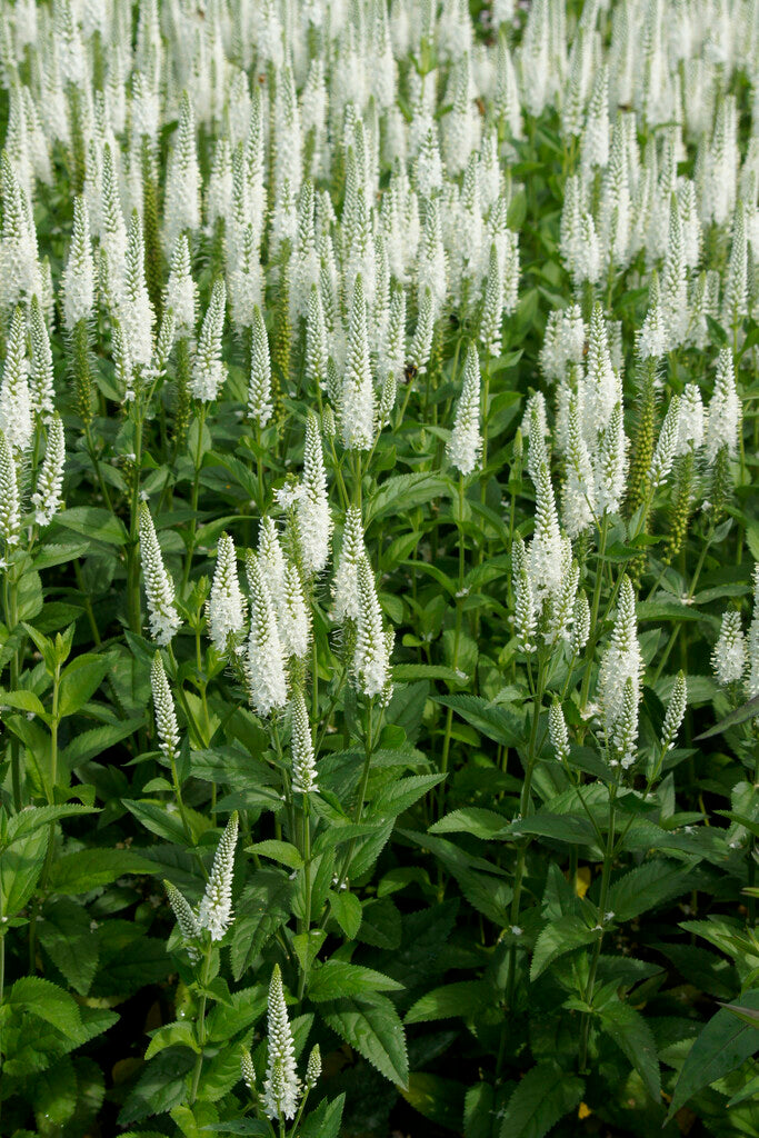 Veronica Longifolia White