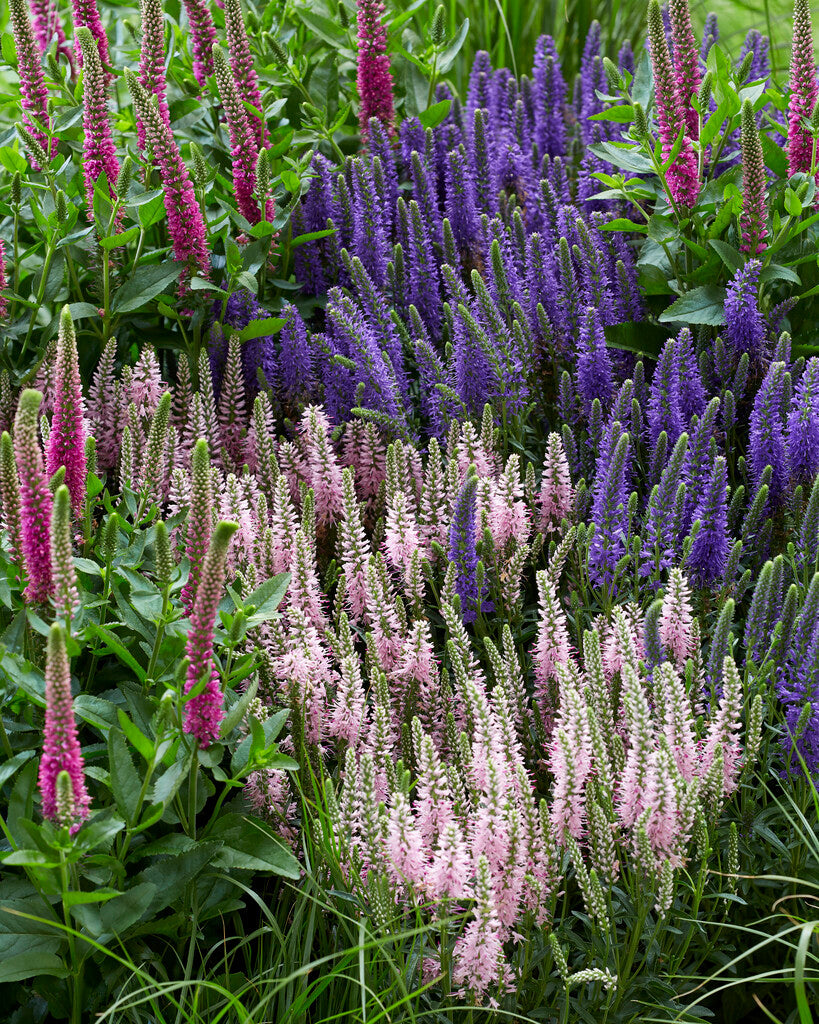 Veronica Longifolia Mix