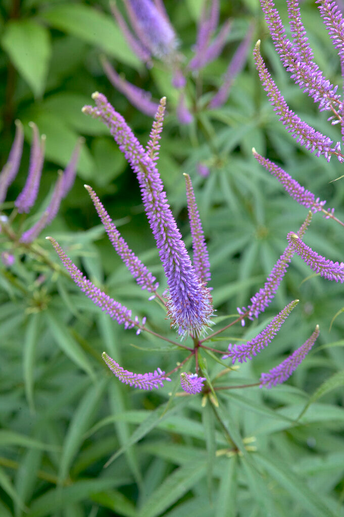 Veronicastrum virginicum Fascination XL