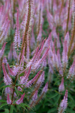 Veronicastrum virginicum Lavendelturm XL