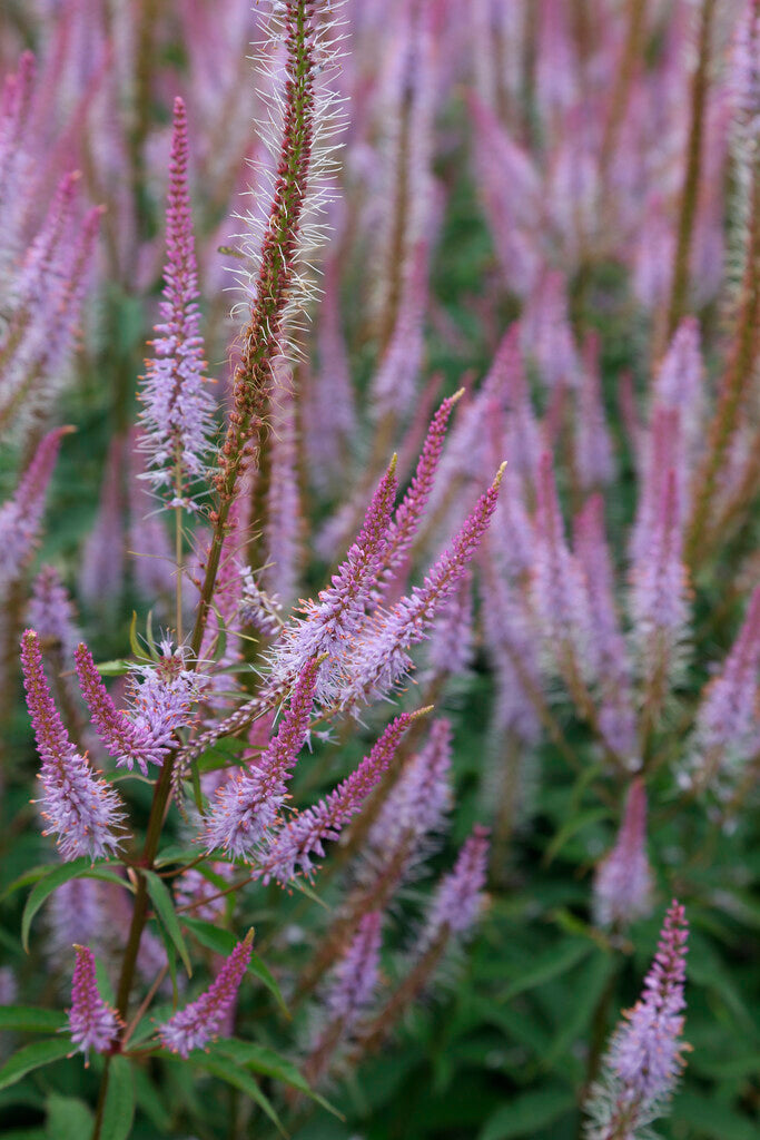 Veronicastrum virginicum Lavendelturm XL