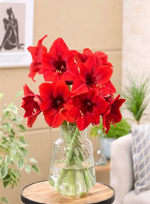 Amaryllis Vesuvius