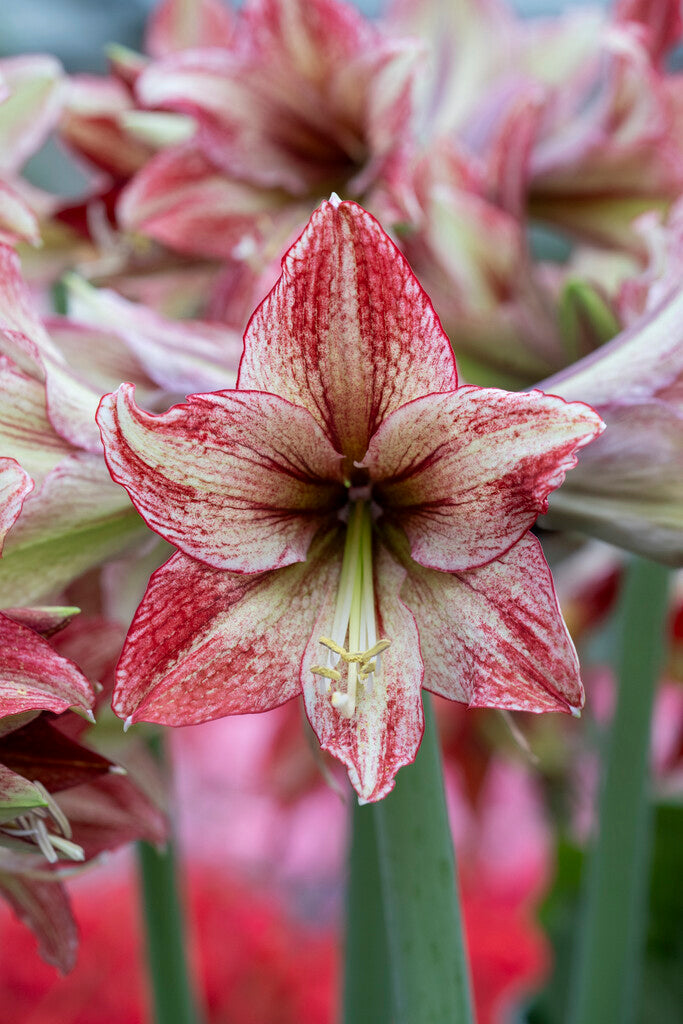 Amaryllis Vincent