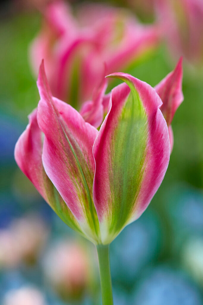 Tulipa Virichic