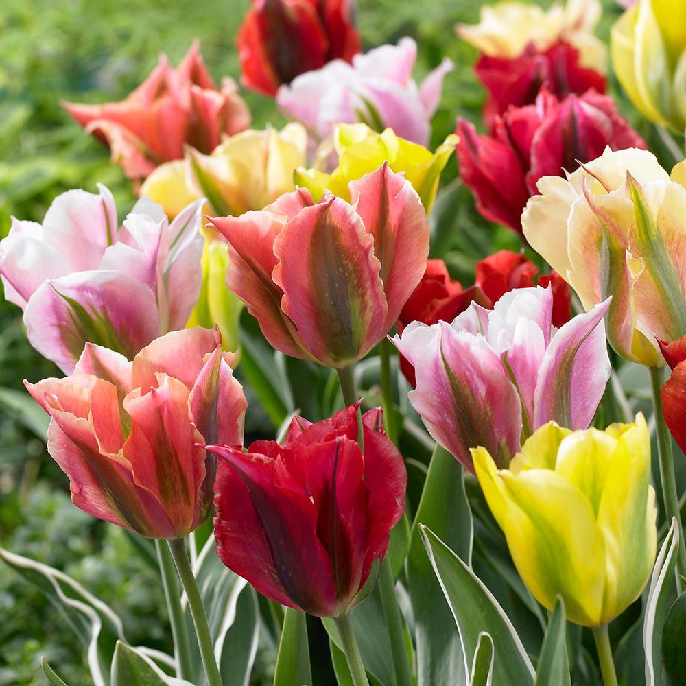 Tulipa Viridiflora-Mischung