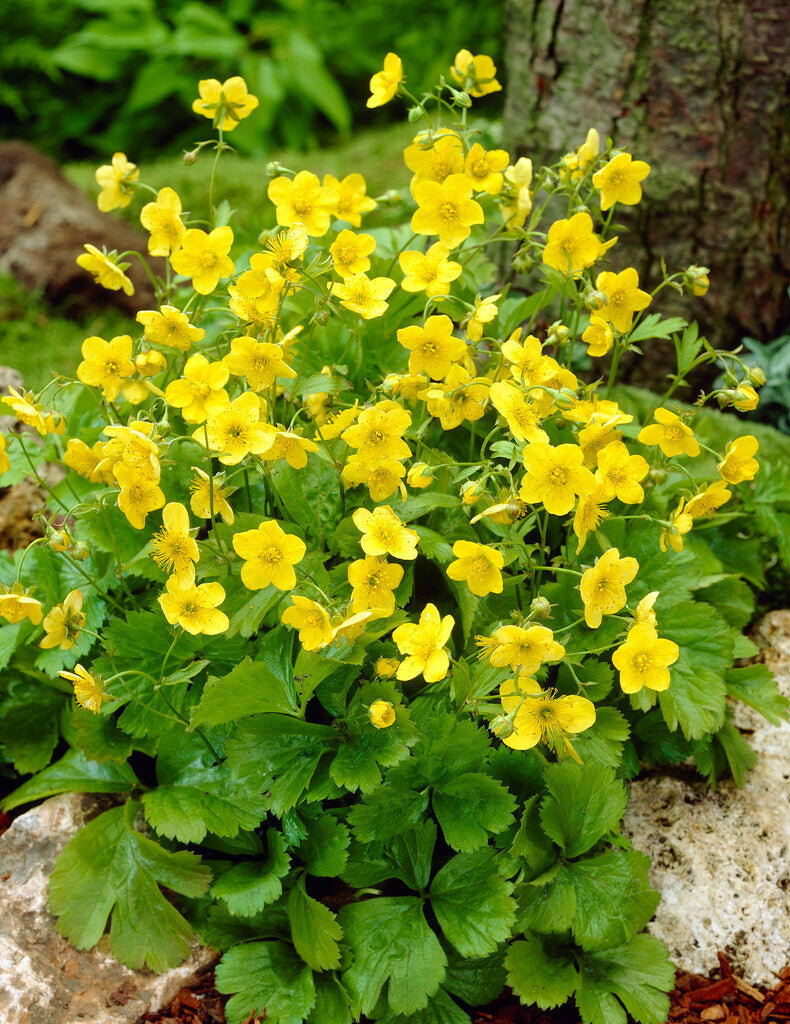 Waldsteinia Ternata