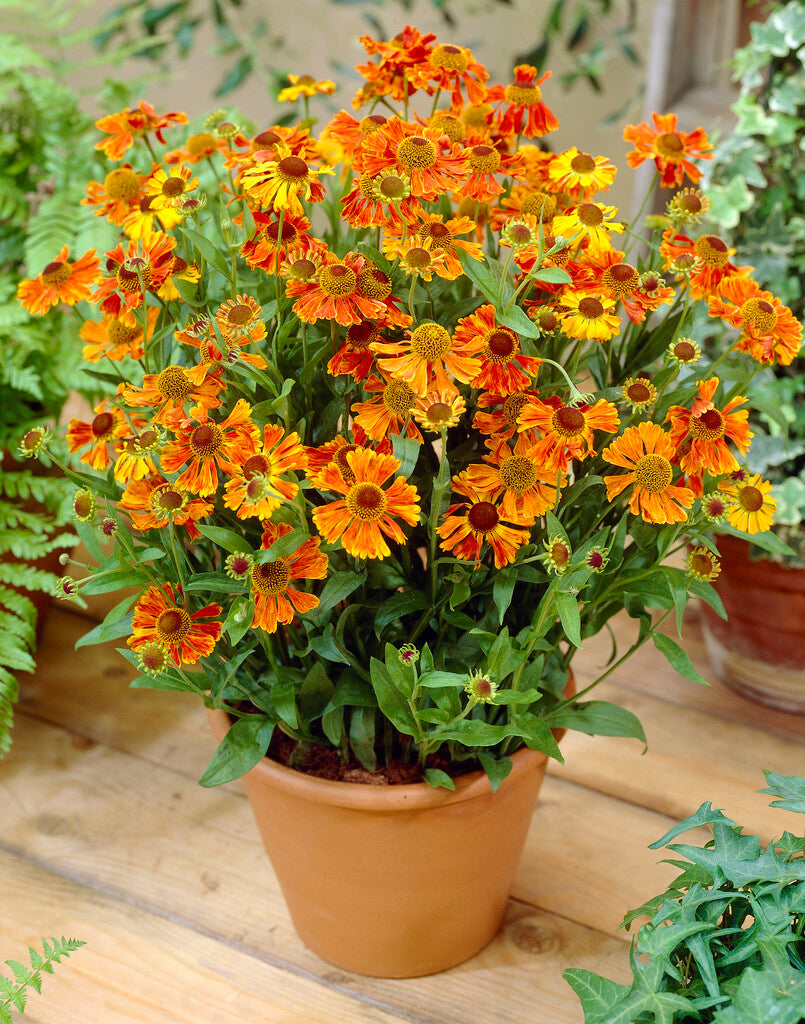 Helenium  Waltraut XL
