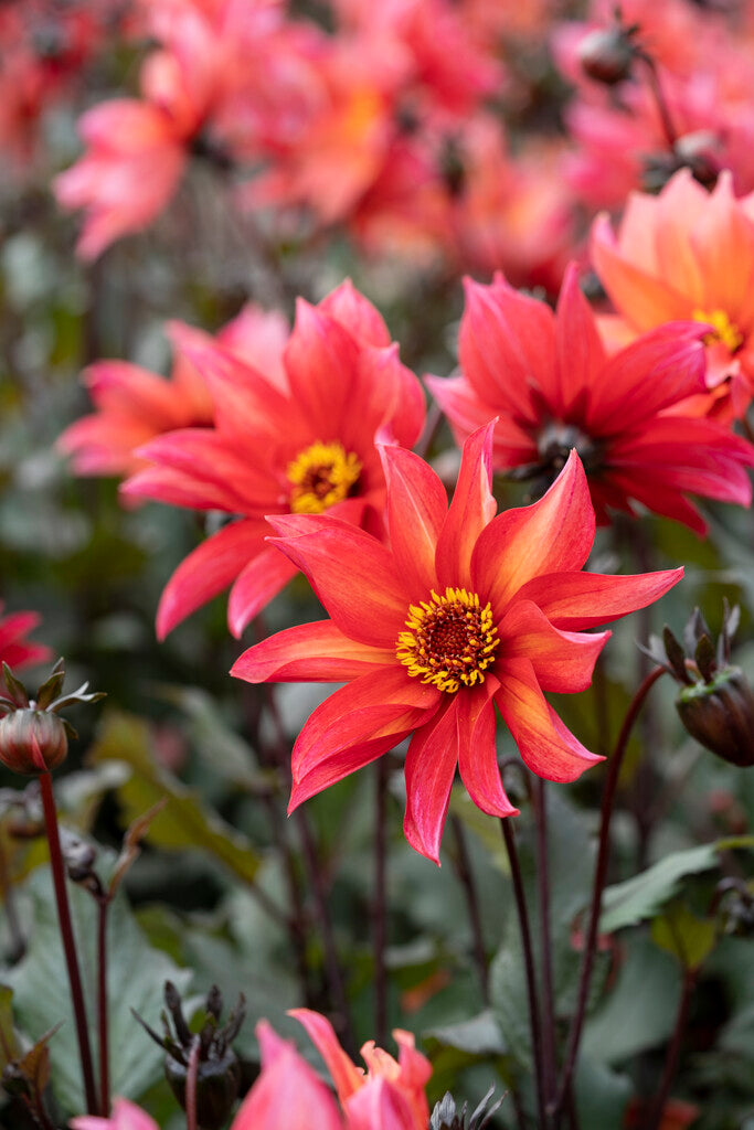 Dahlia Waltzing Mathilda