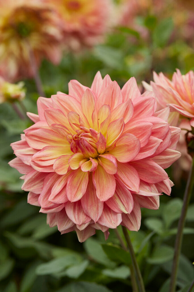 Dahlia Wanda's Aurora