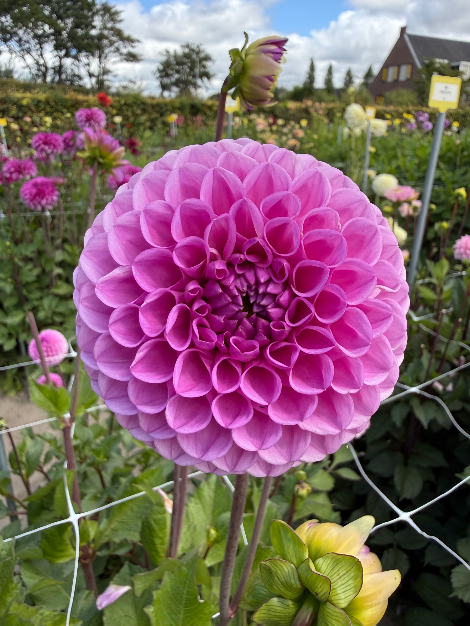Dahlia Westerton Folly