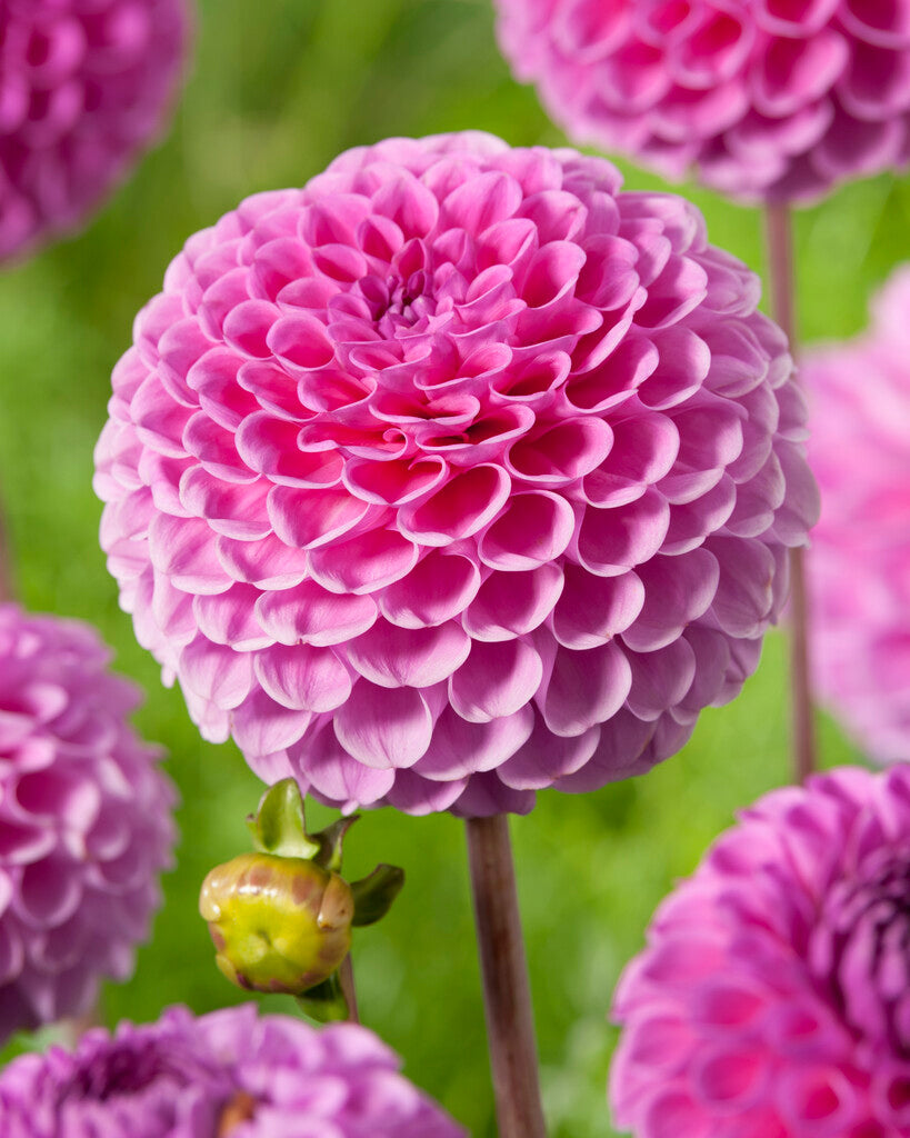 Dahlia Westerton Folly