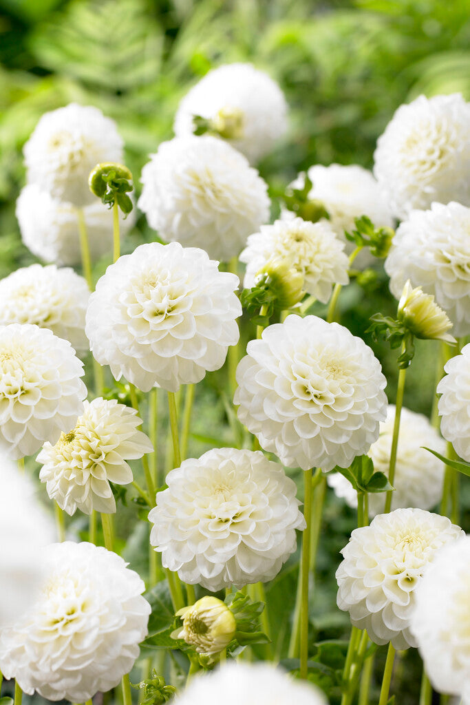 Dahlia White Aster