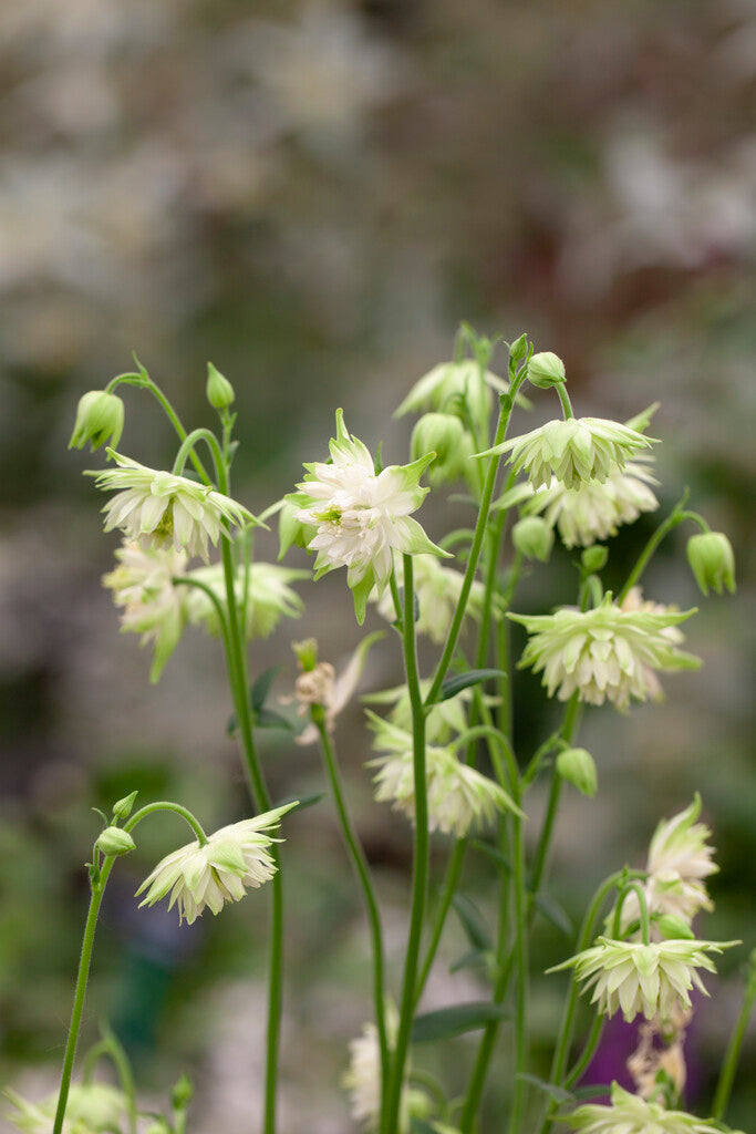 Aquilegia White Barlow