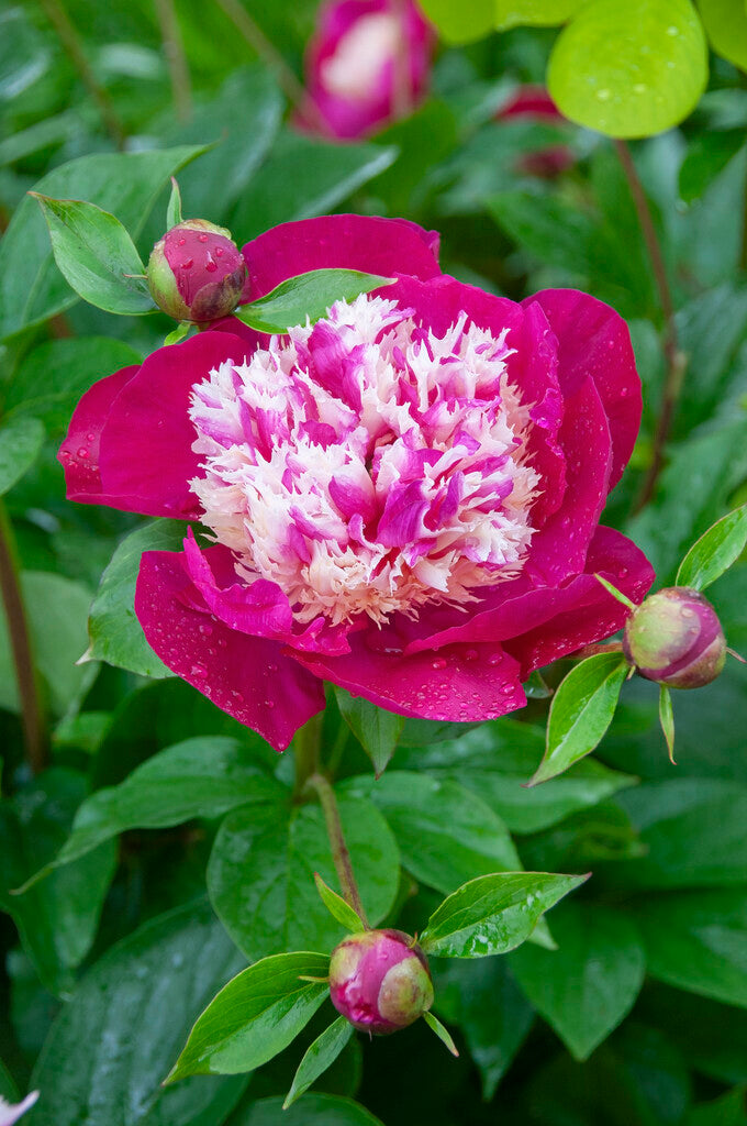 Paeonia White Cap 3/5