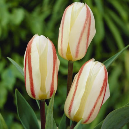 Tulipa White Fire