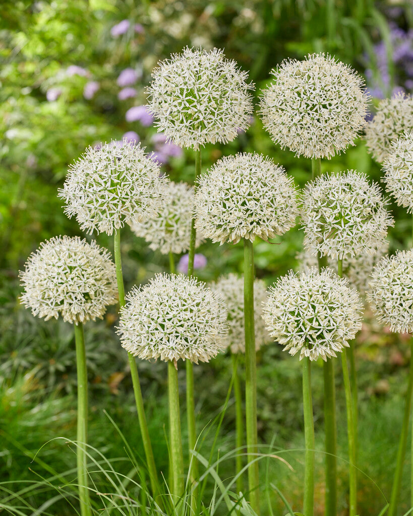 Allium White Giant