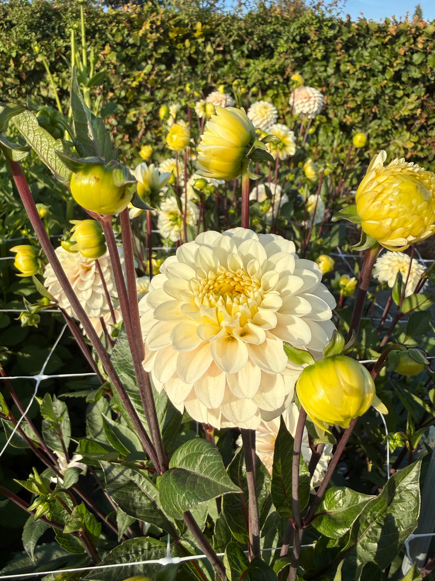 Dahlia White Isa