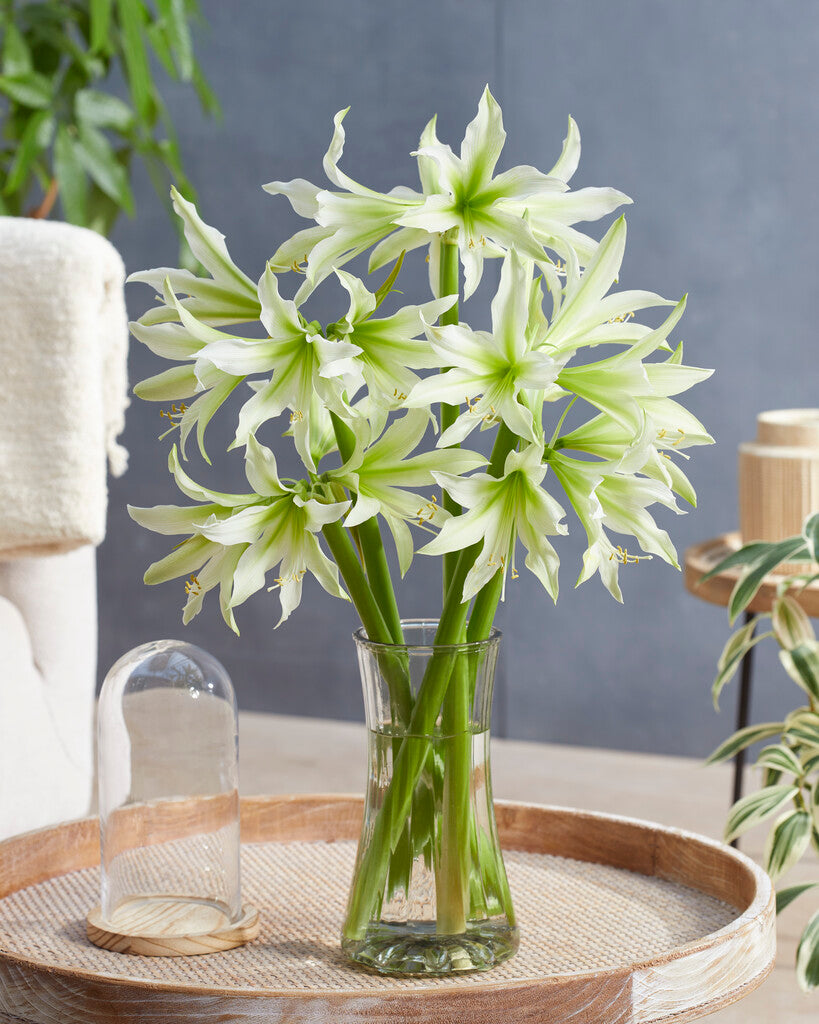 Amaryllis White Nile