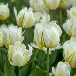 Tulipa White Valley