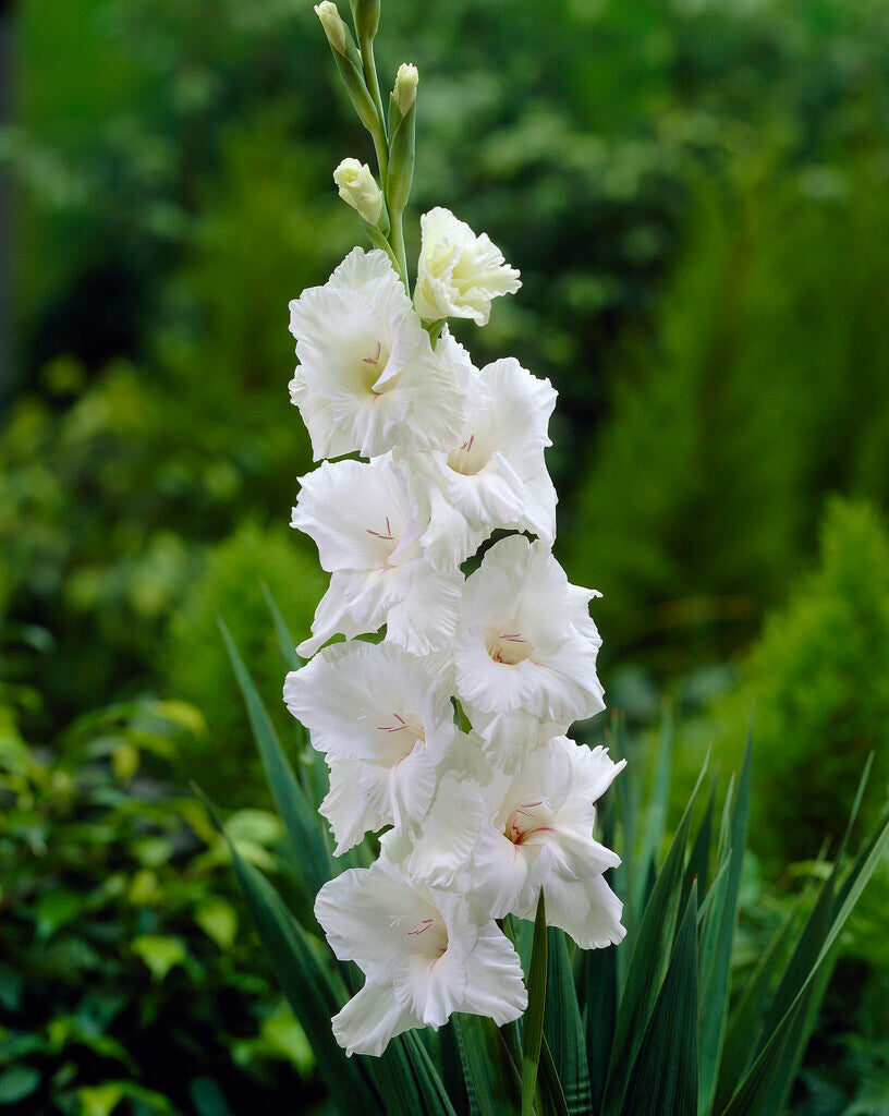 Gladiolus White Prosperity