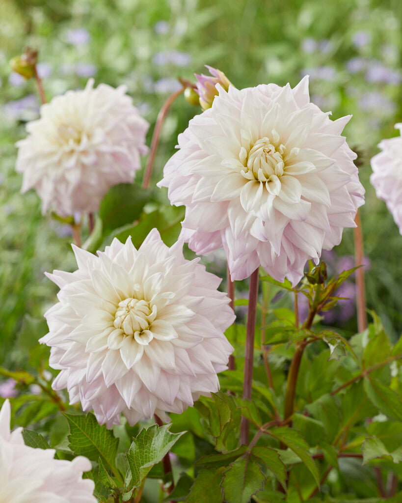 Dahlia Who Me