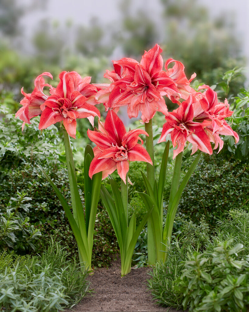 Amaryllis Wild Romance