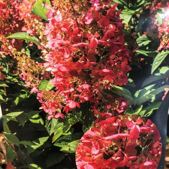 Hydrangea Paniculata Wims Red