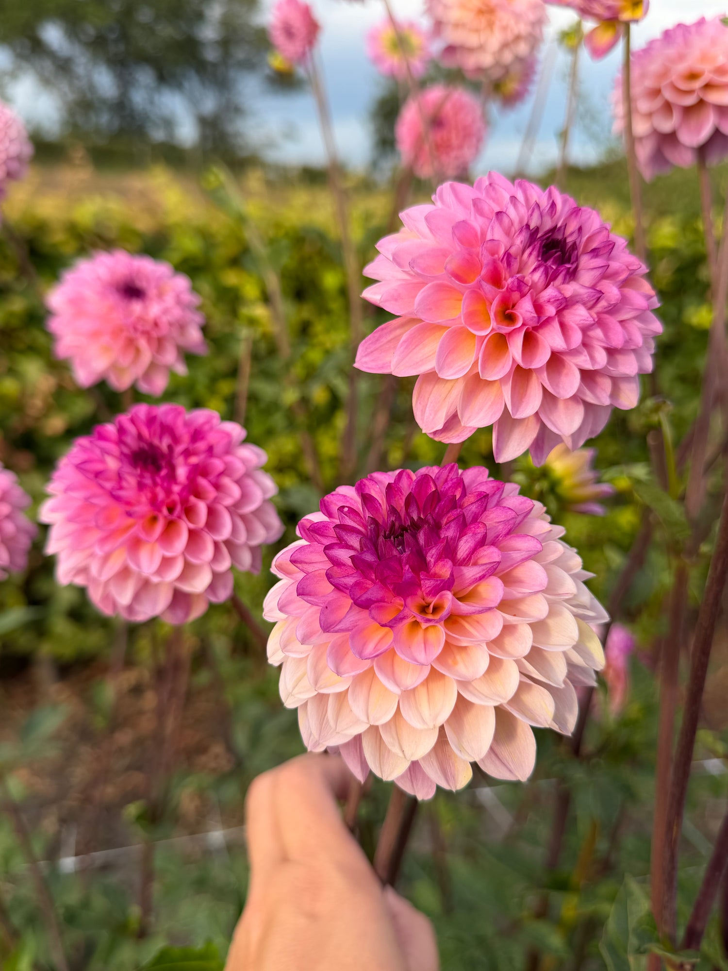 Dahlia Wine Eyed Jill