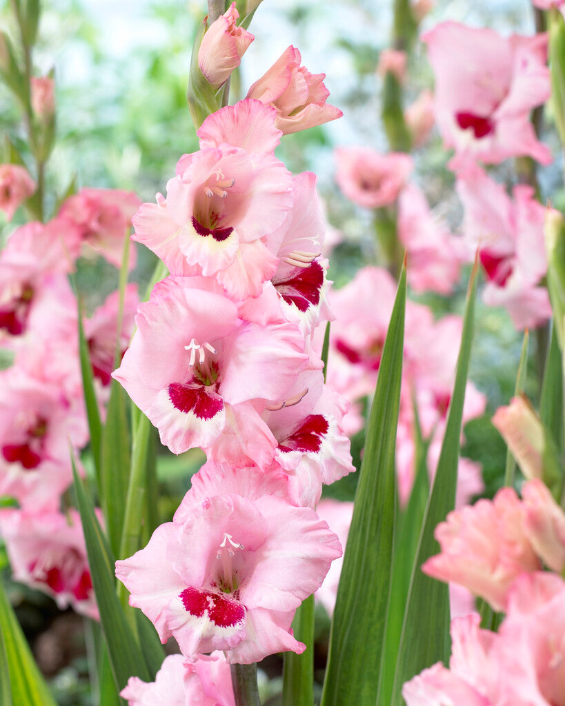 Gladiolus Wine and Roses