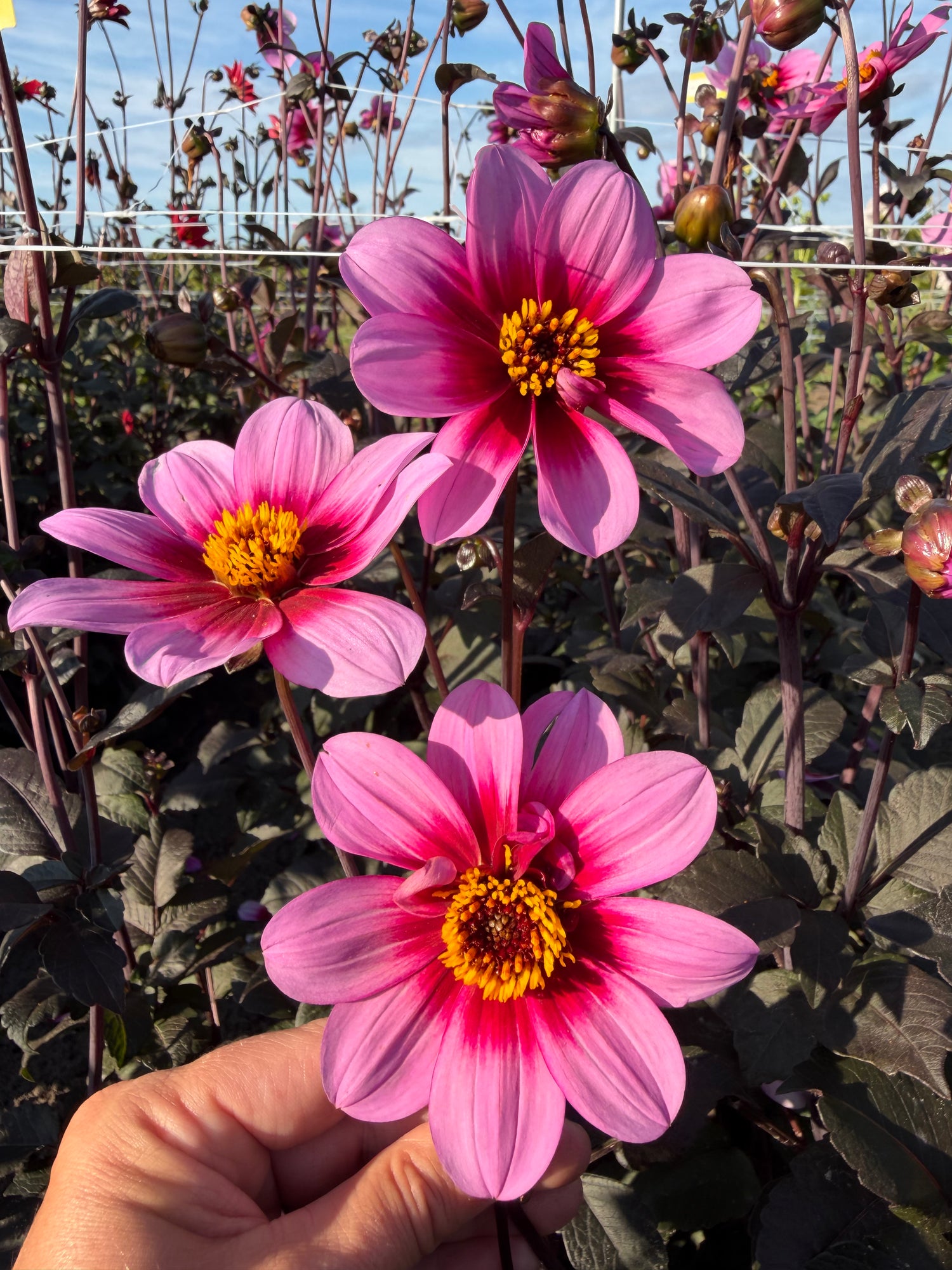 Dahlia Wishes N Dreams