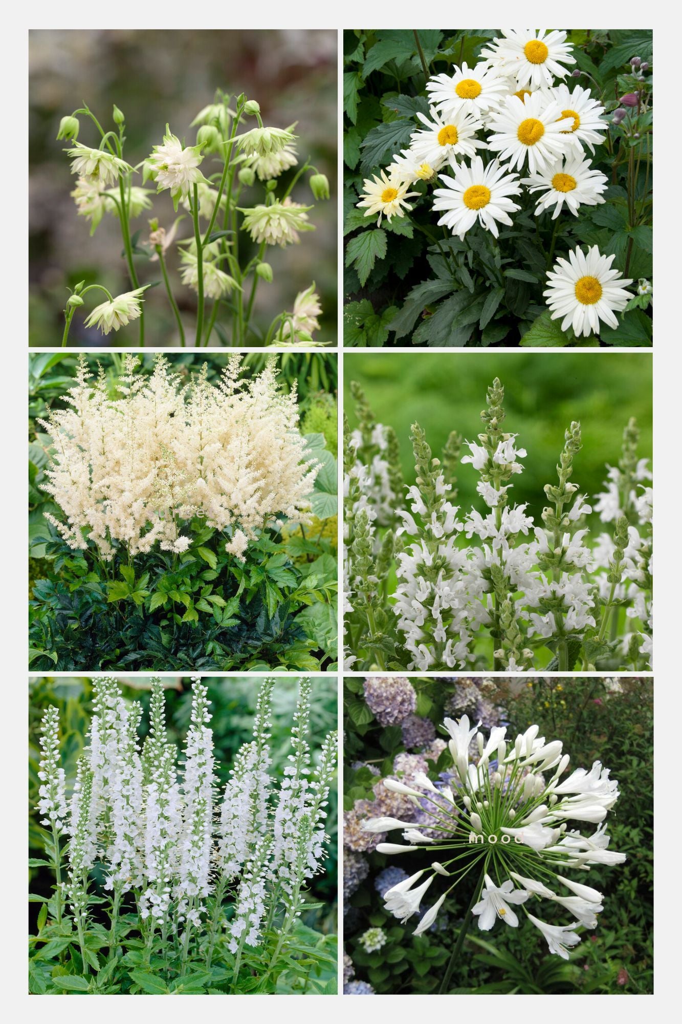 Bee and butterfly perennials package White