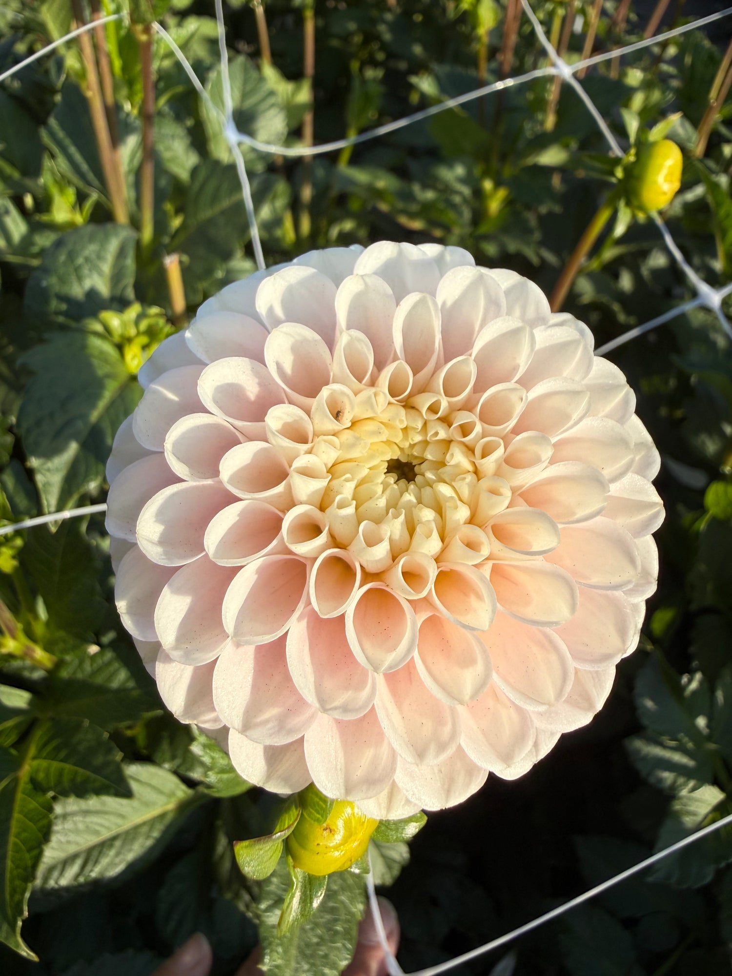 Dahlia Wizard of Oz