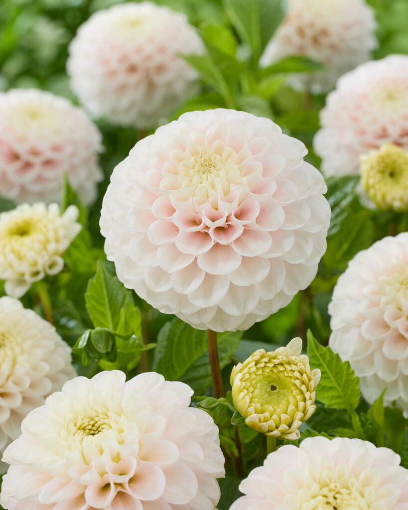 Dahlia Wizard of Lightening