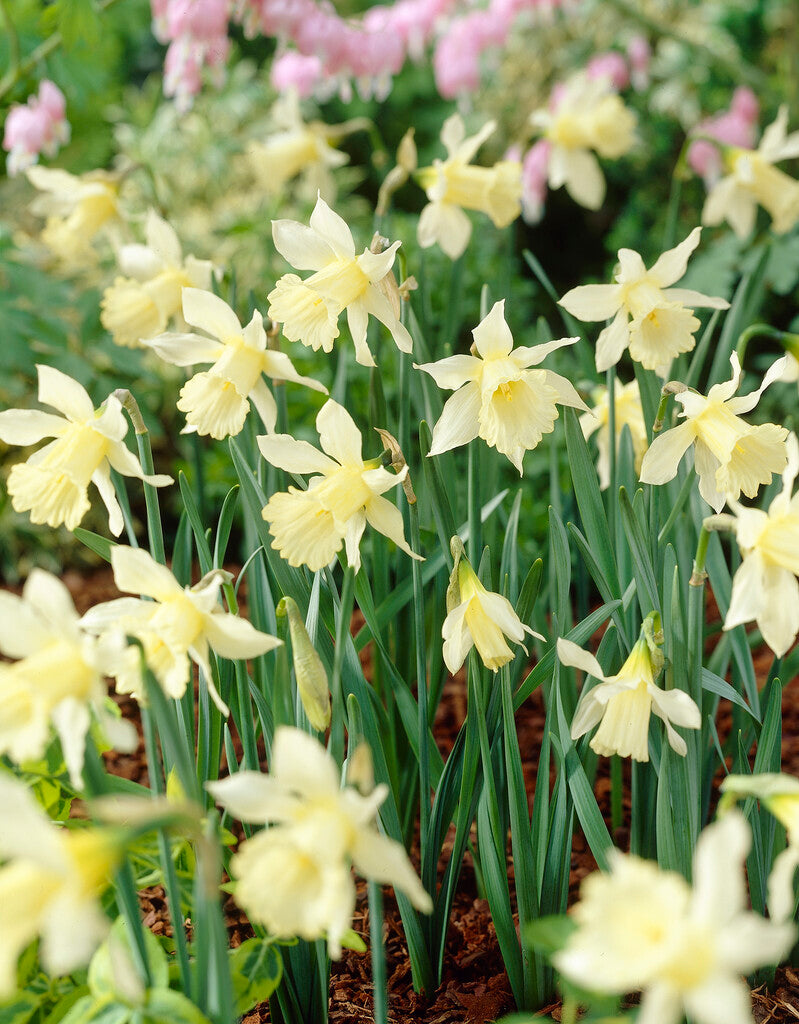 Narcissus W.P. Milner