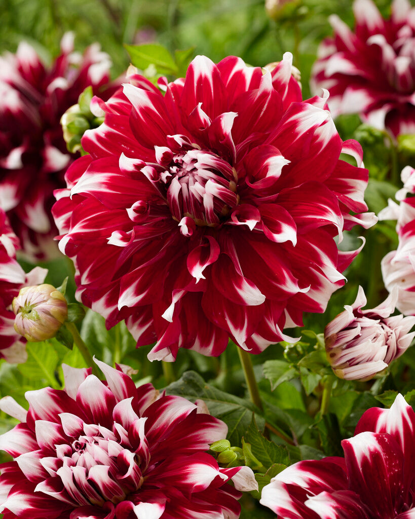 Dahlia X Factor