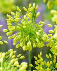 Allium Yellow Fantasy