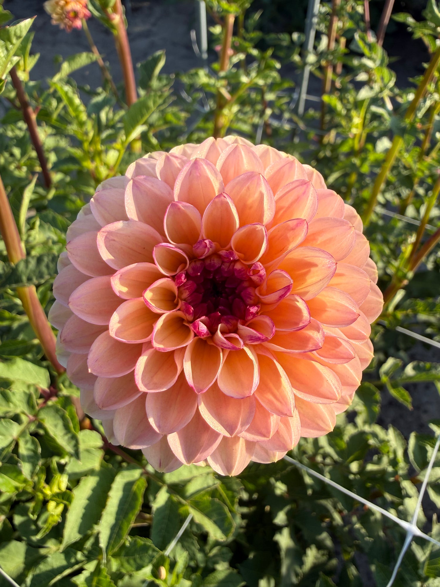 Dahlia Yellow Jill