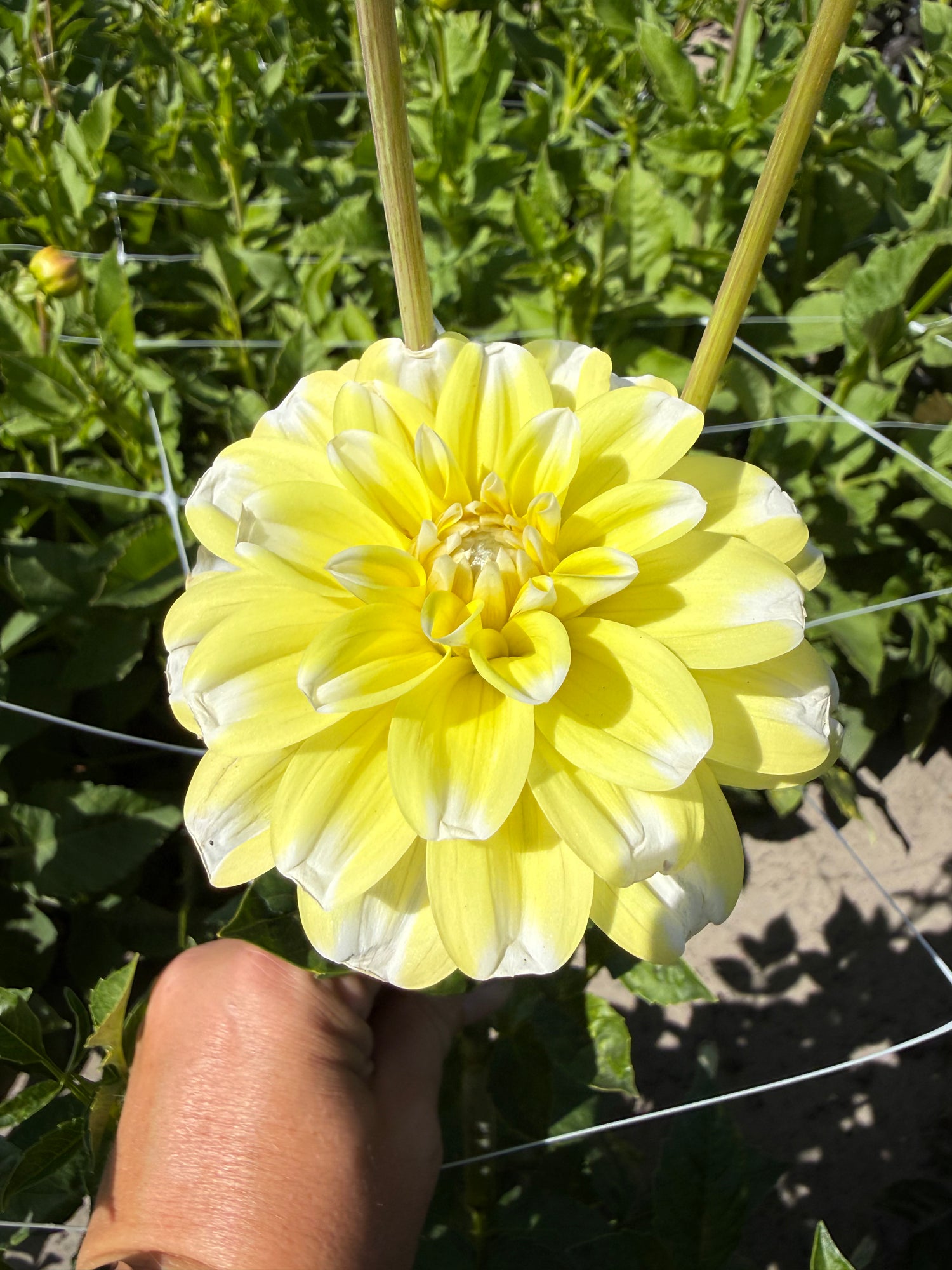 Dahlia Yellow Perception