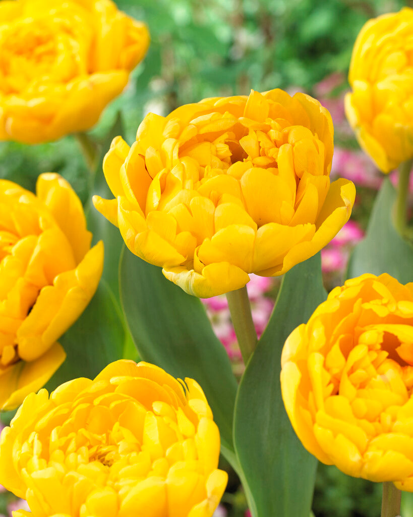 Tulipa Yellow Pompenette