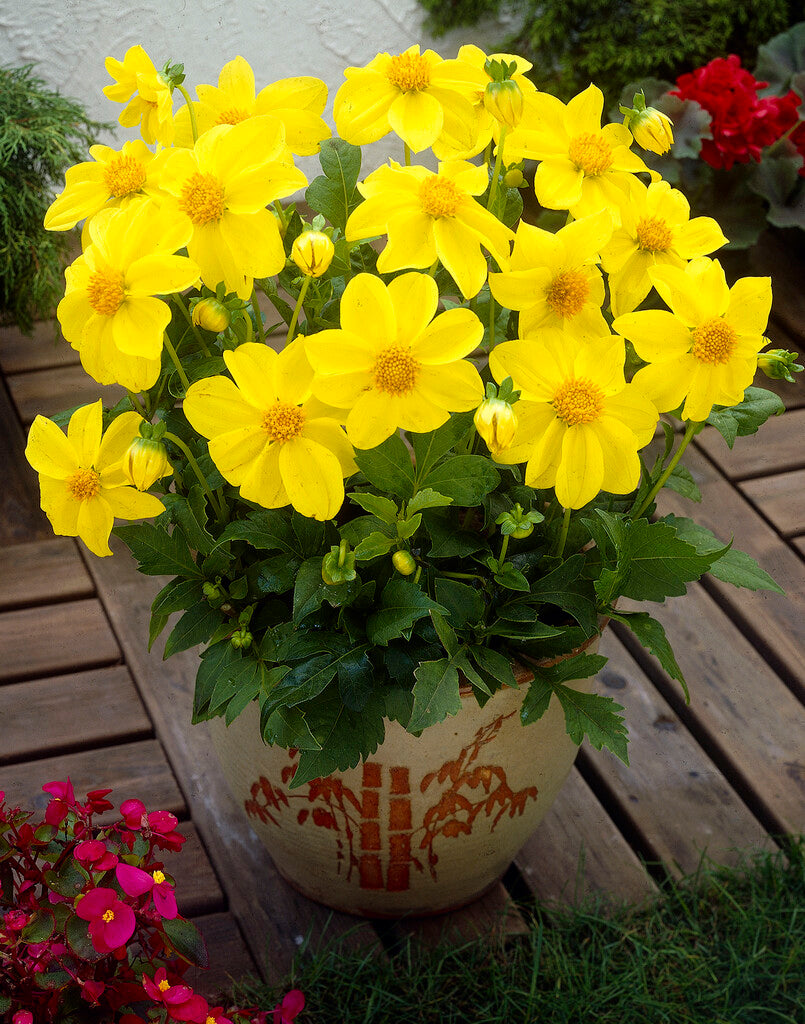 Dahlia Yellow Sneezy