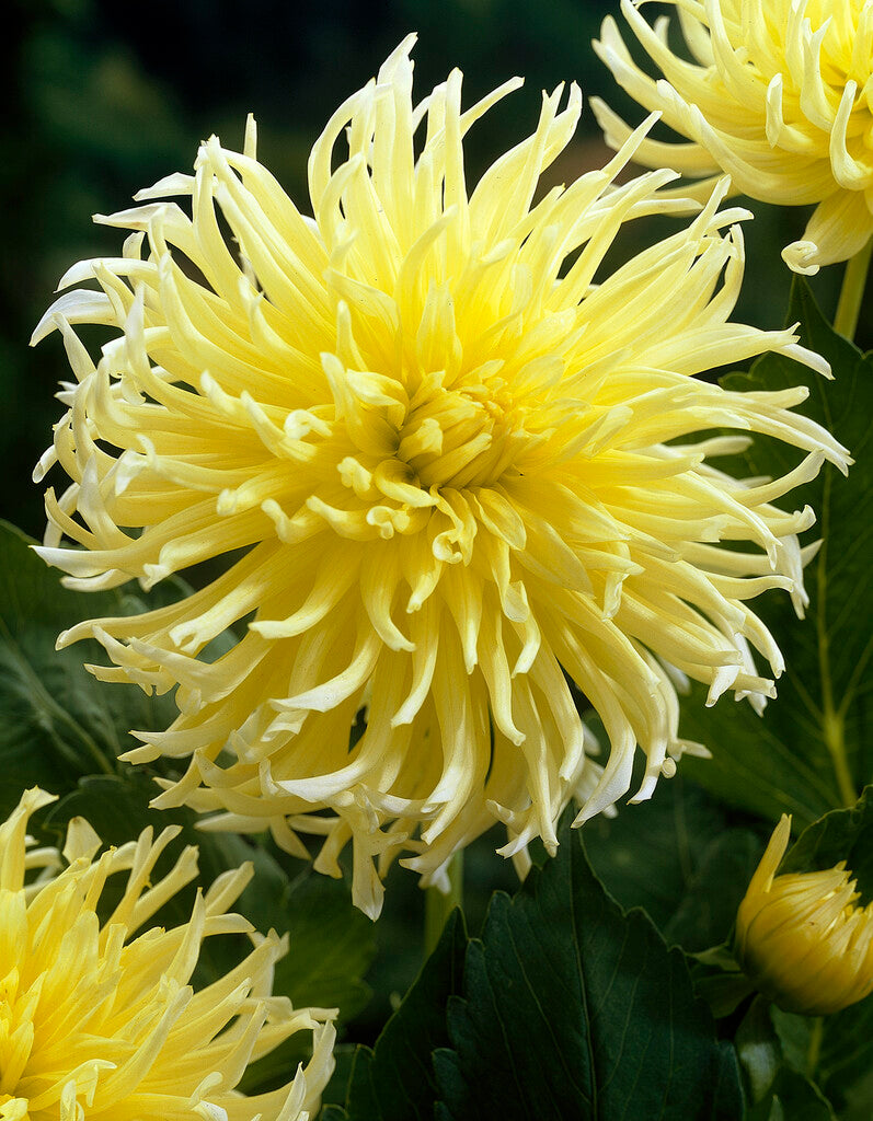 Dahlia Yellow Star