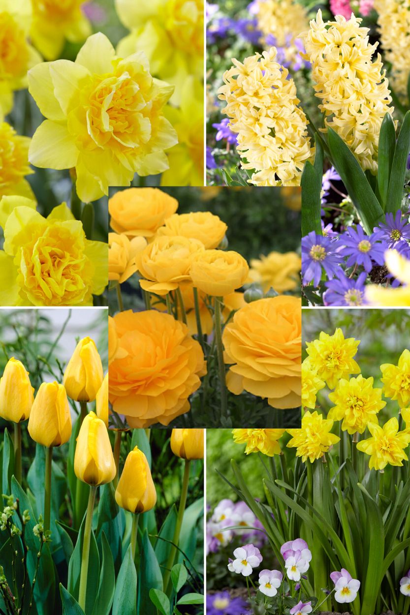 Yellow Garden Collectie