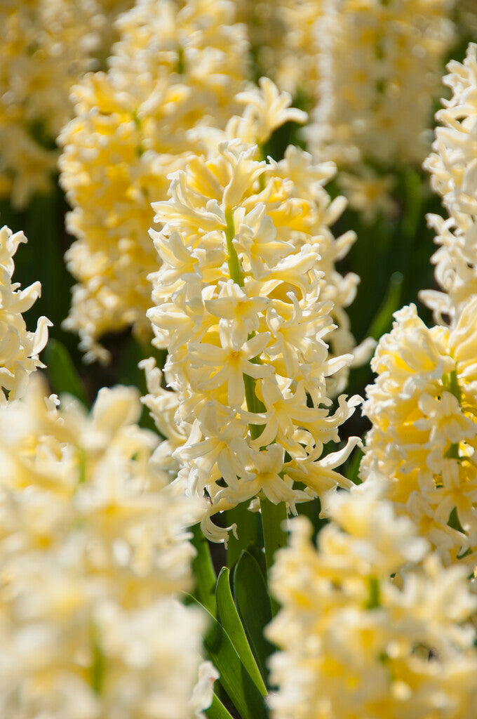 Hyacinth Yellow Queen