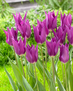 Tulipa Yume no Murasaki