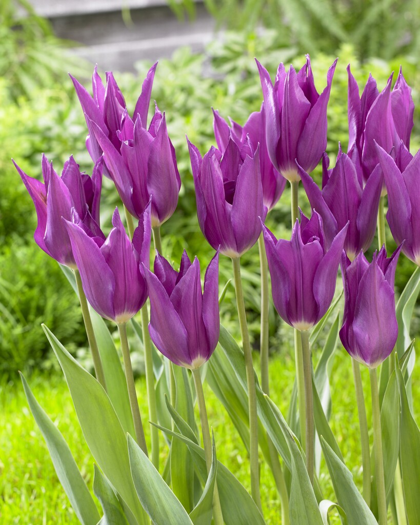 Tulipa Yume no Murasaki